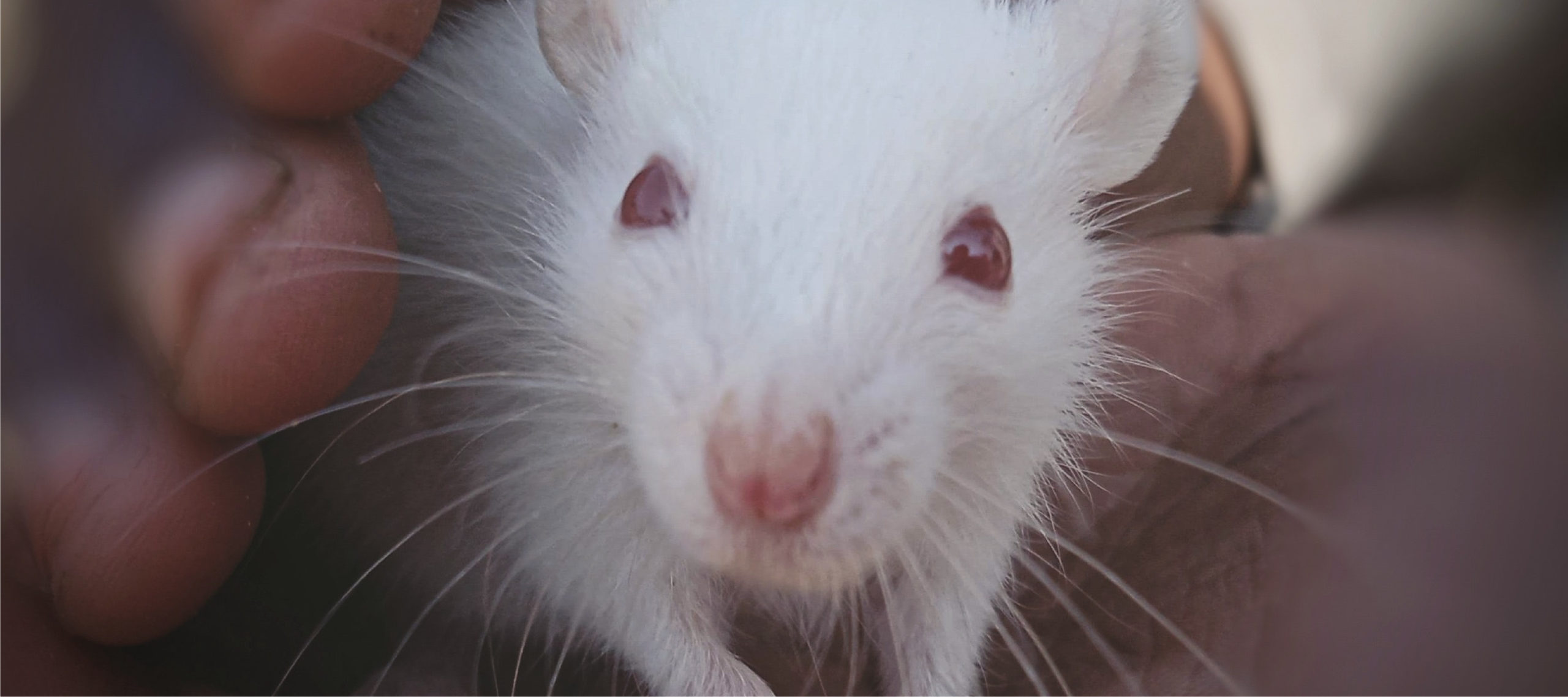 Animal Research- Toxicity Testing _banner