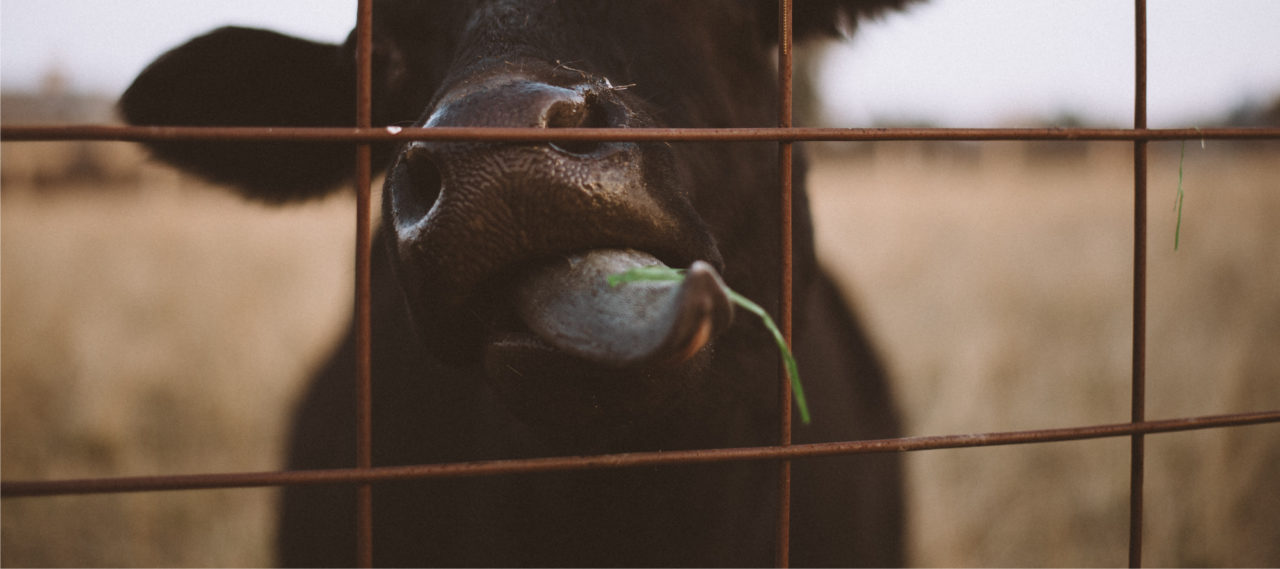 Mad cow disease andrewknight.info