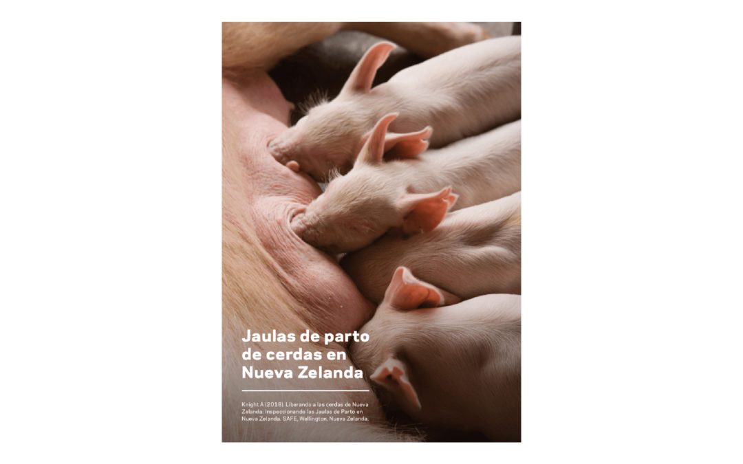 Report: sow crates – Spanish