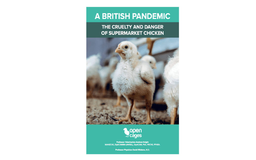 Report: supermarket chicken and pandemics