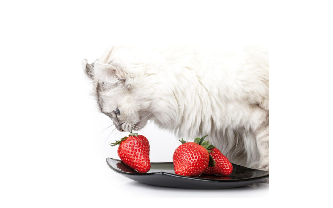 Research: pet food consumer survey
